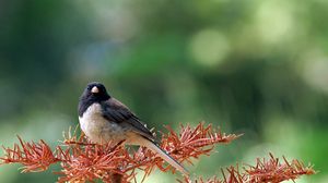 Preview wallpaper bird, branch, tree, sit