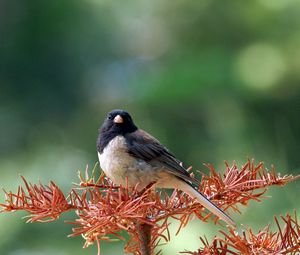 Preview wallpaper bird, branch, tree, sit