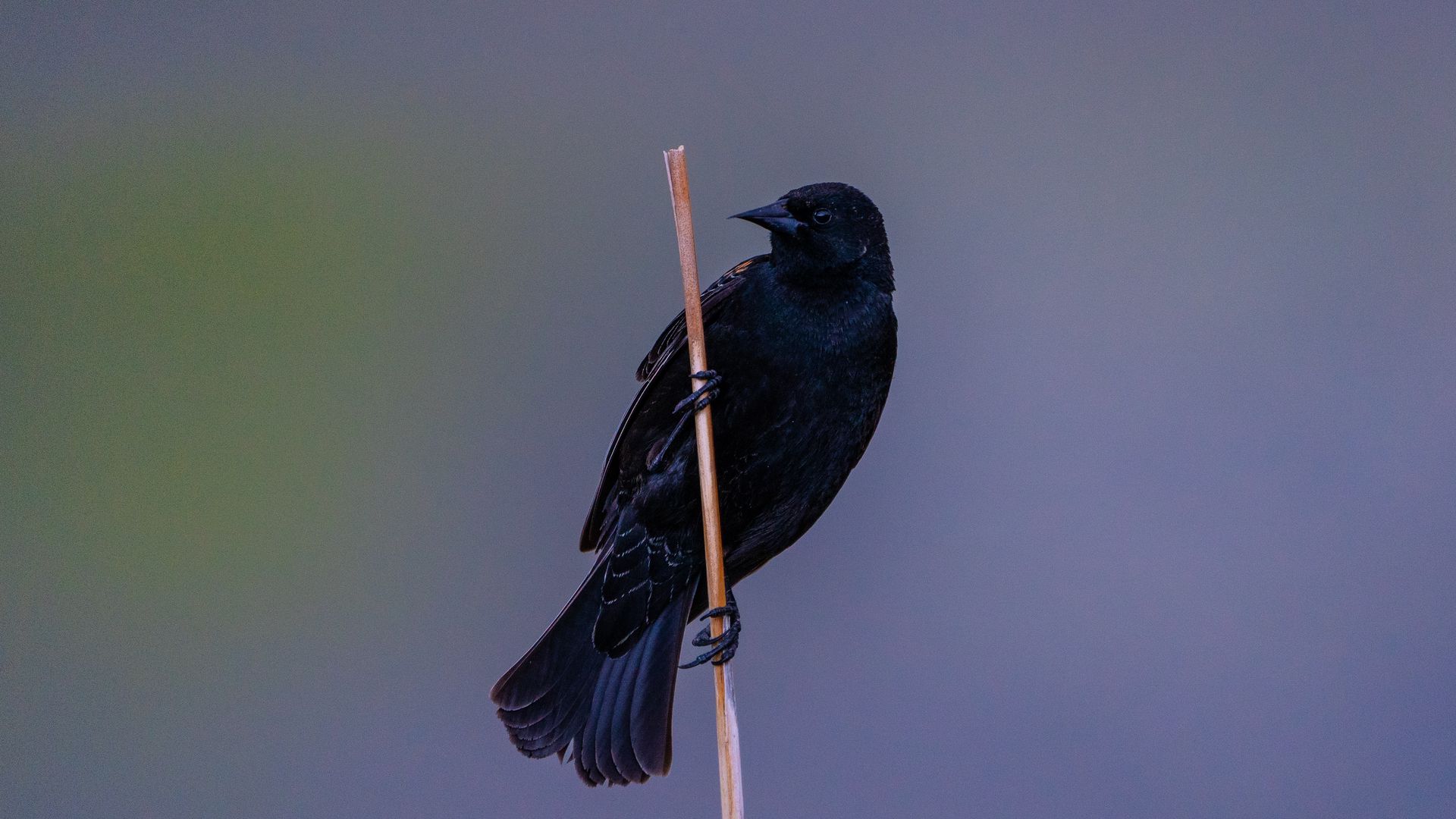 Download wallpaper 1920x1080 bird, branch, watching, wildlife full hd ...