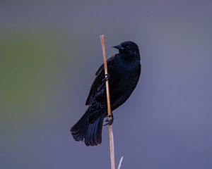 Preview wallpaper bird, branch, watching, wildlife
