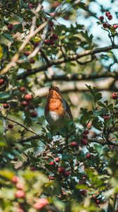 Preview wallpaper bird, branches, berries