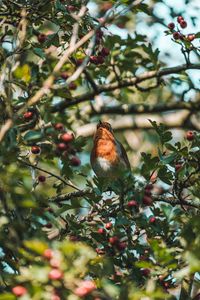 Preview wallpaper bird, branches, berries