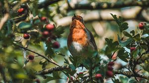 Preview wallpaper bird, branches, berries