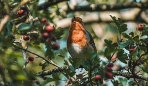Preview wallpaper bird, branches, berries