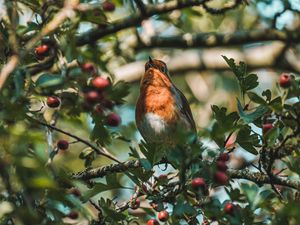 Preview wallpaper bird, branches, berries