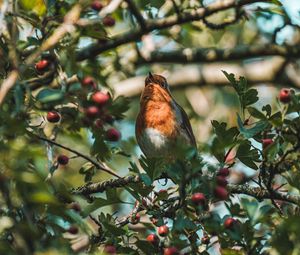 Preview wallpaper bird, branches, berries