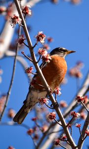 Preview wallpaper bird, branches, flowering