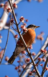 Preview wallpaper bird, branches, flowering