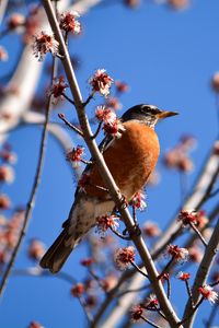 Preview wallpaper bird, branches, flowering