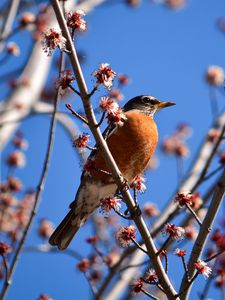 Preview wallpaper bird, branches, flowering