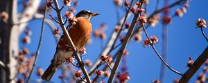 Preview wallpaper bird, branches, flowering