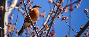 Preview wallpaper bird, branches, flowering
