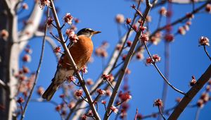 Preview wallpaper bird, branches, flowering