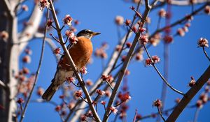 Preview wallpaper bird, branches, flowering