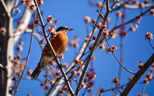 Preview wallpaper bird, branches, flowering