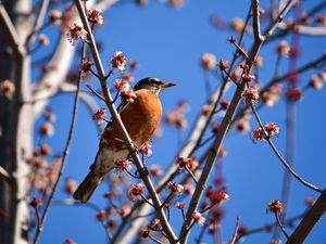 Preview wallpaper bird, branches, flowering