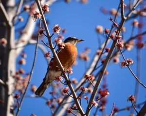 Preview wallpaper bird, branches, flowering