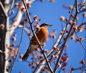Preview wallpaper bird, branches, flowering