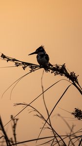 Preview wallpaper bird, branches, grass, silhouettes, nature