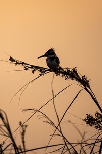 Preview wallpaper bird, branches, grass, silhouettes, nature