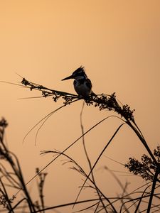 Preview wallpaper bird, branches, grass, silhouettes, nature