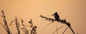 Preview wallpaper bird, branches, grass, silhouettes, nature