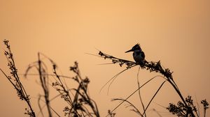 Preview wallpaper bird, branches, grass, silhouettes, nature