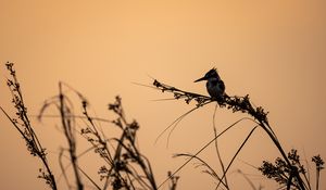 Preview wallpaper bird, branches, grass, silhouettes, nature