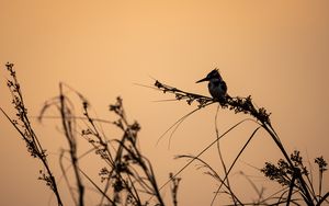 Preview wallpaper bird, branches, grass, silhouettes, nature