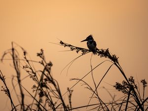 Preview wallpaper bird, branches, grass, silhouettes, nature