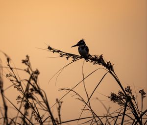 Preview wallpaper bird, branches, grass, silhouettes, nature