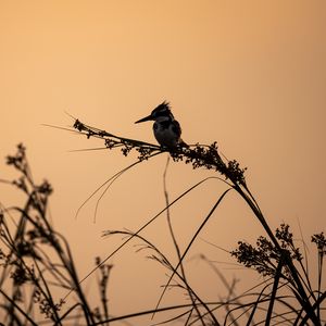 Preview wallpaper bird, branches, grass, silhouettes, nature