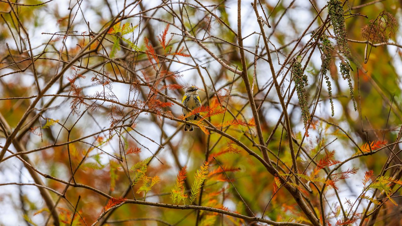Wallpaper bird, branches, leaves, tree, autumn, blur, wildlife