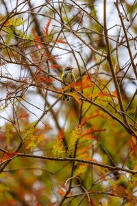 Preview wallpaper bird, branches, leaves, tree, autumn, blur, wildlife