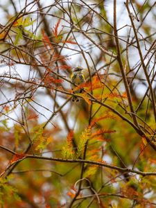 Preview wallpaper bird, branches, leaves, tree, autumn, blur, wildlife