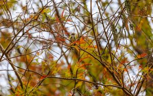 Preview wallpaper bird, branches, leaves, tree, autumn, blur, wildlife