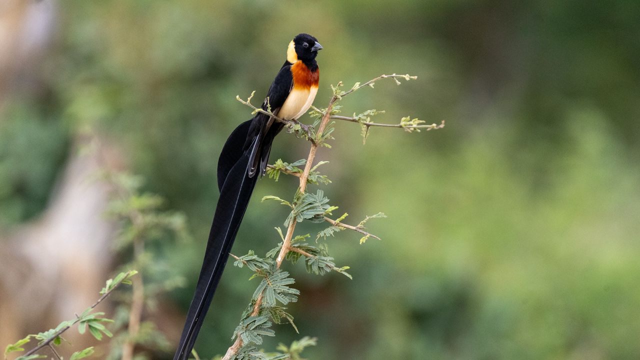 Wallpaper bird, branches, leaves, nature, animal