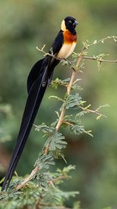 Preview wallpaper bird, branches, leaves, nature, animal