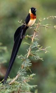 Preview wallpaper bird, branches, leaves, nature, animal