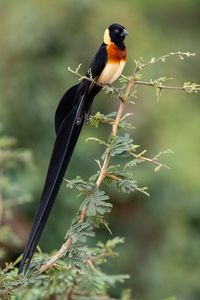 Preview wallpaper bird, branches, leaves, nature, animal
