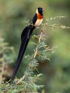 Preview wallpaper bird, branches, leaves, nature, animal