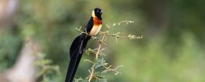 Preview wallpaper bird, branches, leaves, nature, animal