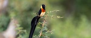 Preview wallpaper bird, branches, leaves, nature, animal