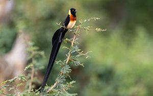 Preview wallpaper bird, branches, leaves, nature, animal