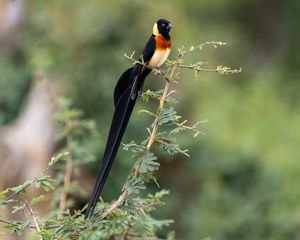 Preview wallpaper bird, branches, leaves, nature, animal