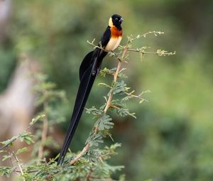 Preview wallpaper bird, branches, leaves, nature, animal