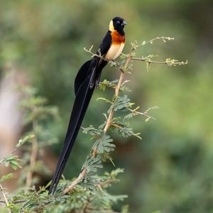 Preview wallpaper bird, branches, leaves, nature, animal