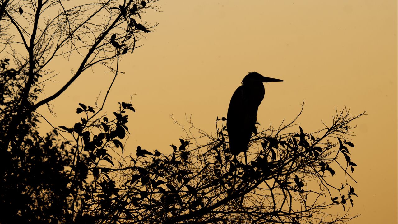 Wallpaper bird, branches, leaves, silhouettes, twilight, dark