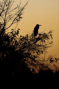 Preview wallpaper bird, branches, leaves, silhouettes, twilight, dark