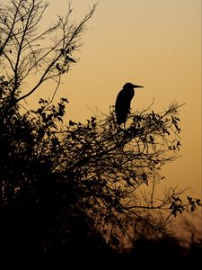 Preview wallpaper bird, branches, leaves, silhouettes, twilight, dark